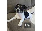Adopt Abel a Shepherd, Rat Terrier