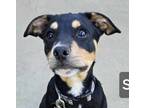 Adopt Seth a Shepherd, Rat Terrier