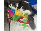 Adopt Blossom a Domestic Long Hair