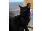 Adopt Jake 4367 a Domestic Short Hair