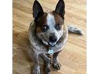 Adopt Stanley a Cattle Dog