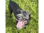 Adopt Oscar a Black Labrador Retriever