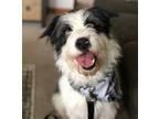 Adopt Ziggy a Bearded Collie