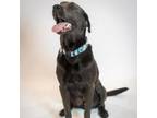 Adopt Gonzo a Black Labrador Retriever