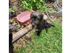 Adopt Chewbacca (Chewy) a Brussels Griffon, Affenpinscher