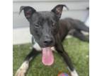 Adopt Tommy Doyle a Pit Bull Terrier, Mixed Breed
