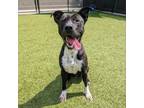 Adopt Tommy Doyle a Pit Bull Terrier, Mixed Breed