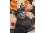 Adopt Anteros a Domestic Short Hair