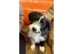 Adopt Colby a Border Collie
