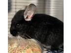 Adopt Dale a Chinchilla