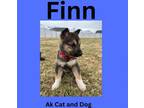 Adopt Finn (Sleetmute Malamute pup #1) a German Shepherd Dog, Alaskan Malamute