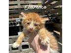 Adopt Clarence a Domestic Long Hair