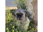 Adopt Simba a Lhasa Apso