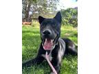 Adopt Jarvis a Shepherd, Mixed Breed