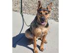 Adopt Dagwood a Australian Cattle Dog / Blue Heeler