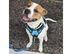 Adopt Scootaloo a Boxer, Cattle Dog