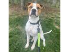 Adopt Scootaloo a Boxer, Cattle Dog