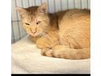 Adopt Aldi a Domestic Short Hair