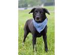 Adopt Beckett - Adoptable a Labrador Retriever, Mixed Breed