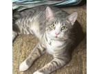 Adopt Oliver a Domestic Short Hair