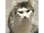 Adopt Hushabye Henry (**Bonded with Angel) a Domestic Long Hair