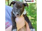Adopt Tyson a Black Labrador Retriever, Mixed Breed