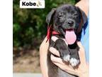 Adopt Kobe a Black Labrador Retriever, Mixed Breed