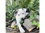 Adopt Fireball WM a American Staffordshire Terrier