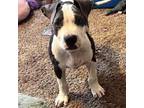 Adopt Jack Daniels WM a American Staffordshire Terrier