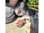 Adopt Jack Daniels WM a American Staffordshire Terrier