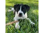 Adopt Snappy a Mixed Breed