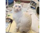 Adopt Coconut a Domestic Short Hair