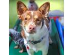 Adopt Jasper a Corgi