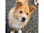 Adopt Gaeri a Terrier, Cardigan Welsh Corgi