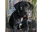 Adopt Rufus a Black Labrador Retriever, Mixed Breed