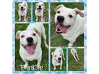 Adopt Pinkie CFS 240034537 a Pit Bull Terrier