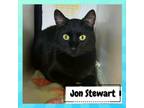 Adopt John Stewart a Domestic Short Hair