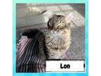 Adopt Lon Chaney a Domestic Long Hair