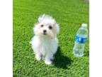 Teacup Female Maltese Puppy