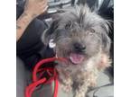 Adopt Tiny Chase a Yorkshire Terrier