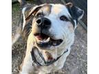 Adopt Tully a Mixed Breed