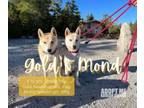 Adopt Gold/Male and Mindo/female a Jindo