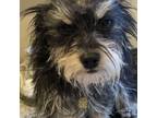 Adopt Cosmo a Yorkshire Terrier