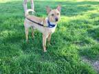 Adopt Fergus a Shiba Inu