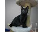 Adopt Crater a Domestic Short Hair