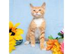 Adopt Trencher a Domestic Short Hair