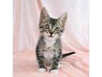 Adopt Cosmo a Domestic Short Hair