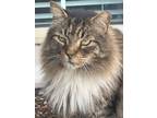 Adopt Marvel a Norwegian Forest Cat