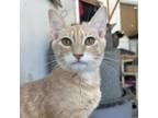 Adopt Brayden a Domestic Short Hair