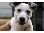 Adopt Chippy a Cattle Dog, Jack Russell Terrier